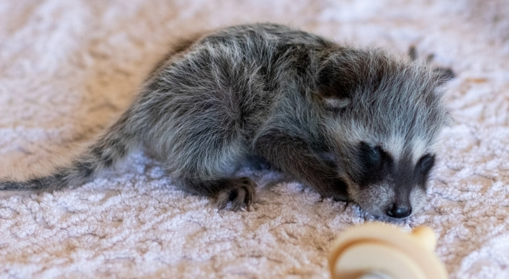 hands holding three baby raccoons