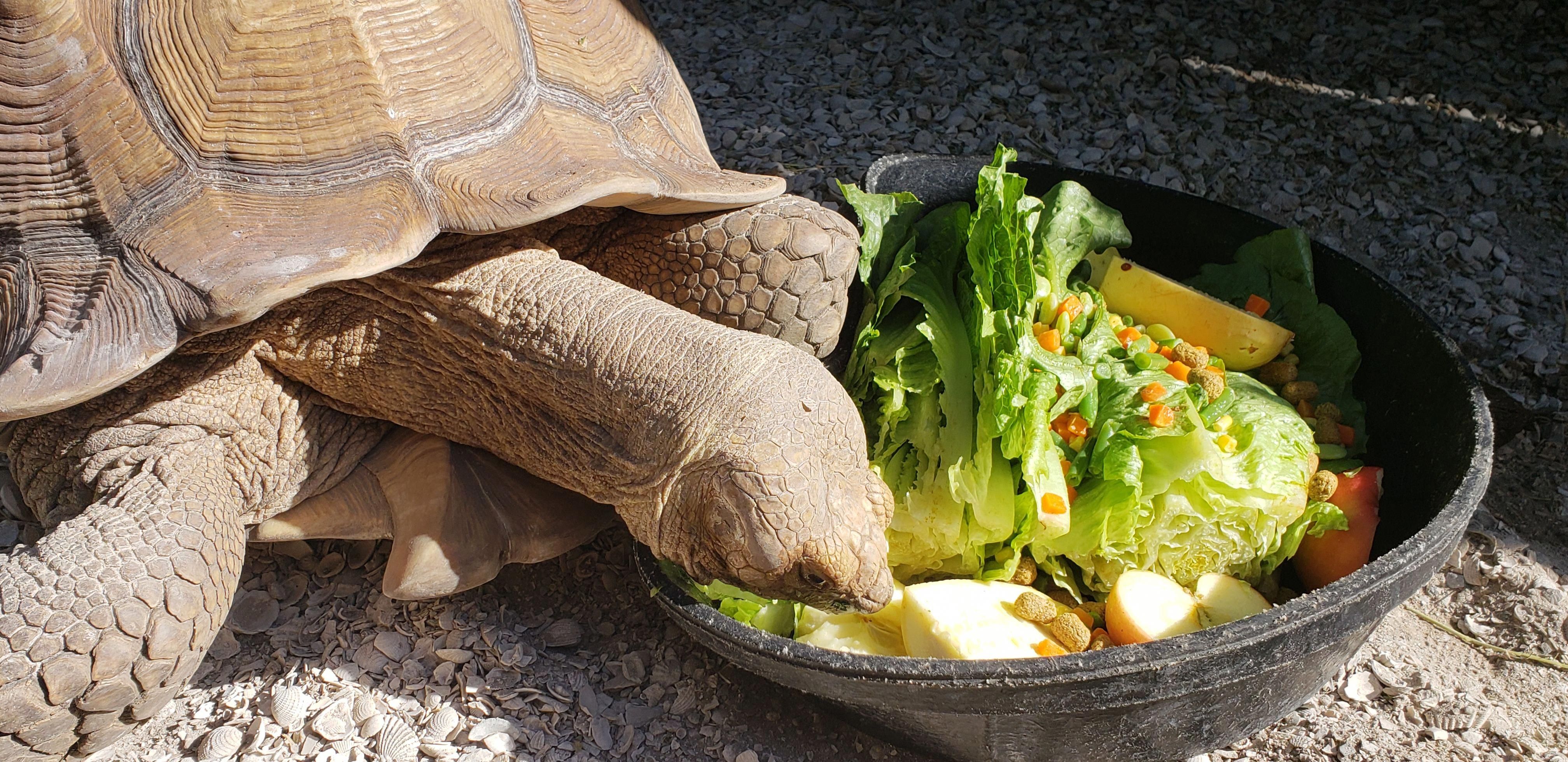 tortoise eating vegetation